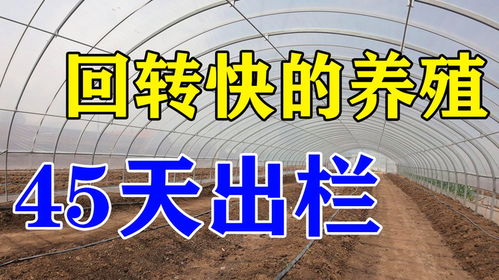 什么賺錢(qián)項(xiàng)目快一點(diǎn)呢,有什么賺錢(qián)快的項(xiàng)目