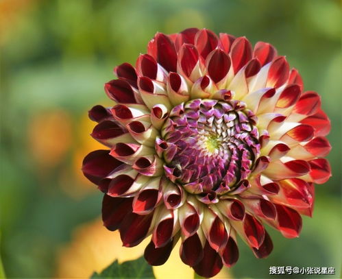 蛇未來(lái)的運(yùn)勢(shì)如何（生肖蛇未來(lái)五年運(yùn)勢(shì)大全）