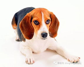 94年男狗的運(yùn)勢(shì)如何查（94年的男狗2021年的運(yùn)勢(shì)）