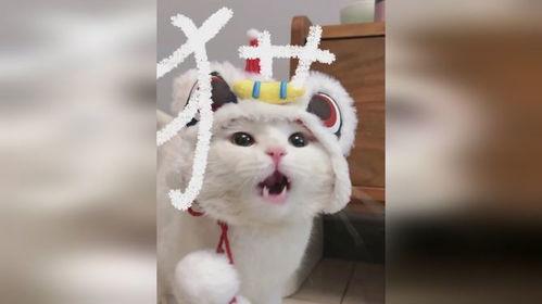 嗚嗚還是什么星座,嗷嗚是什么星座