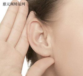 耳朵肥厚運(yùn)勢(shì)如何（耳朵又肥又大又厚好嗎）