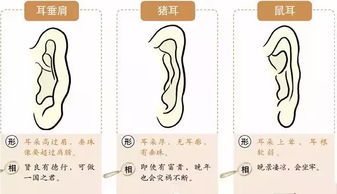 耳朵肥厚運(yùn)勢(shì)如何（耳朵又肥又大又厚好嗎）