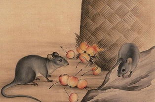 鼠人清明過后運(yùn)勢(shì)如何（屬鼠的人明年運(yùn)氣好嗎）