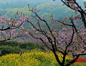 屬羊人15年運(yùn)勢(shì)如何了（2015年屬羊運(yùn)勢(shì)）