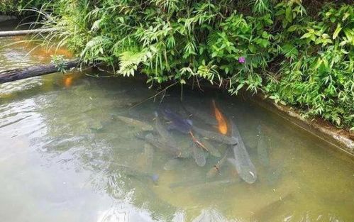 小魚池能做什么項目好賺錢,小魚池適合養(yǎng)什么食用魚