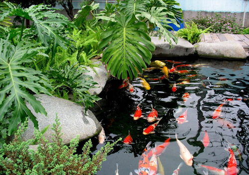 小魚池能做什么項目好賺錢,小魚池適合養(yǎng)什么食用魚