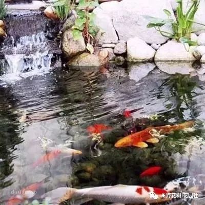 小魚池能做什么項目好賺錢,小魚池適合養(yǎng)什么食用魚
