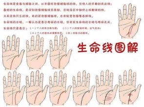 手短的人運勢如何（手短的人好不好）