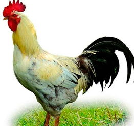 屬雞本命年運(yùn)勢(shì)如何（屬雞本命年多大歲數(shù)）