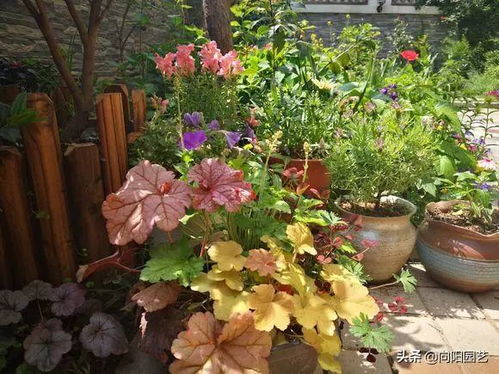 養(yǎng)花養(yǎng)草運勢如何（養(yǎng)花草有風水講究嗎）