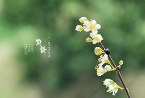 驚蟄當(dāng)天出生運勢如何（驚蟄這天出生的人怎么樣）