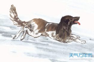 屬狗陽(yáng)歷八月運(yùn)勢(shì)如何（生肖狗八月運(yùn)勢(shì)如何）