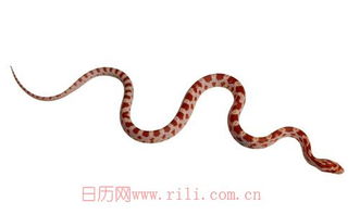 凌晨出生的蛇運(yùn)勢如何查（凌晨出生的蛇好嗎）