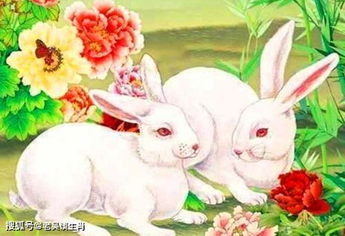 臘月兔的運(yùn)勢(shì)如何（臘月的兔子運(yùn)勢(shì)如何?臘月出生的兔命苦嗎?）