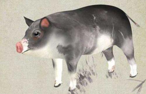 馬遇豬運(yùn)勢(shì)如何（屬馬遇豬年的運(yùn)程）