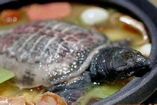 甲魚生蛋運(yùn)勢(shì)如何（甲魚生蛋運(yùn)勢(shì)如何看）