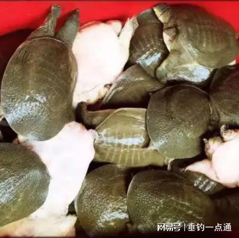 甲魚生蛋運(yùn)勢(shì)如何（甲魚生蛋運(yùn)勢(shì)如何看）