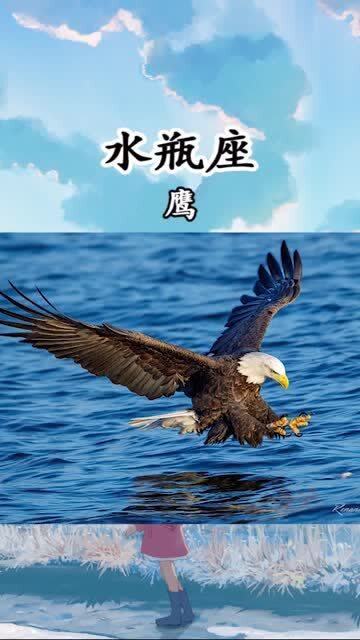 12星座最像什么鳥類,12星座最像什么動(dòng)物