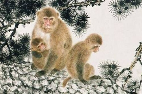 猴出生的人運(yùn)勢如何（猴出生的人運(yùn)勢如何呢）