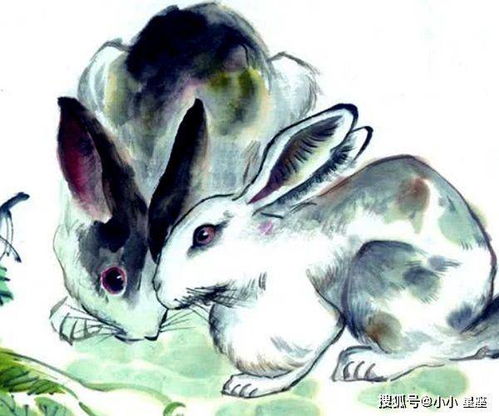 冬月兔子運(yùn)勢(shì)如何（農(nóng)歷冬月的兔）
