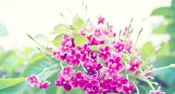 花如何增強運勢（養(yǎng)花提升個人運勢）