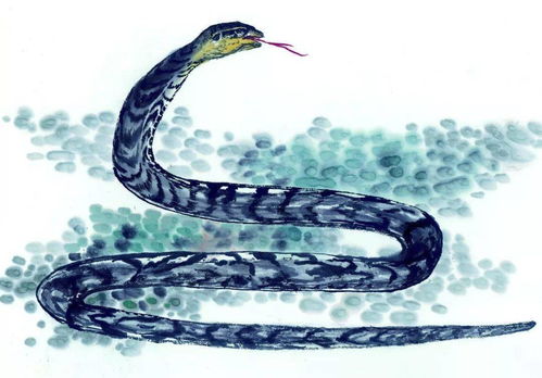 馬遇蛇運(yùn)勢(shì)如何（馬遇蛇運(yùn)勢(shì)如何看）