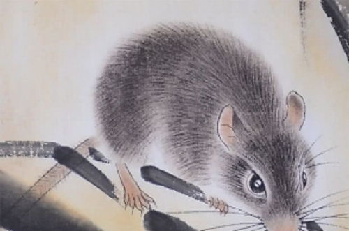 老鼠出生運(yùn)勢(shì)查詢今年運(yùn)勢(shì)如何（老鼠的今年運(yùn)氣好不好）