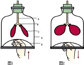 胸腔小運(yùn)勢(shì)如何（胸腔怎么變?。? title=