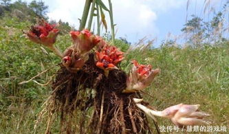 四畝地能做什么賺錢項(xiàng)目,有四畝地能干啥