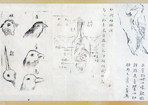 甲木女在壬寅年運(yùn)勢(shì)如何（甲木女壬水女）