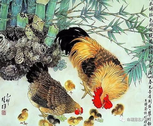 屬雞每月的運勢如何（屬雞每月運勢水墨先生）