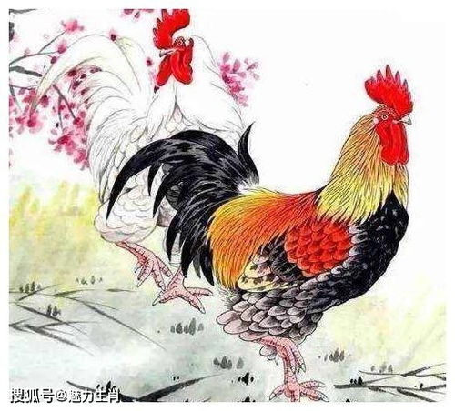 屬雞整體運(yùn)勢(shì)如何（屬雞整體運(yùn)勢(shì)如何看）