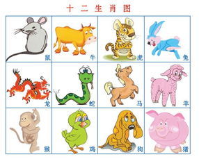 如何讓屬豬的運(yùn)勢好點(diǎn)（如何讓屬豬的運(yùn)勢好點(diǎn)呢）