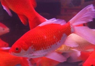 錦鯉今日運(yùn)勢(shì)如何（最新錦鯉占卜視頻）