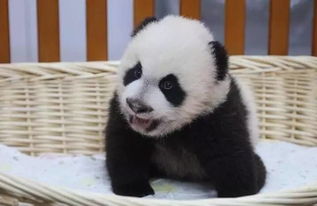 動(dòng)物園什么項(xiàng)目賺錢(qián)更快,動(dòng)物園可以干什么