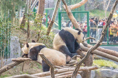 動(dòng)物園什么項(xiàng)目賺錢(qián)更快,動(dòng)物園可以干什么