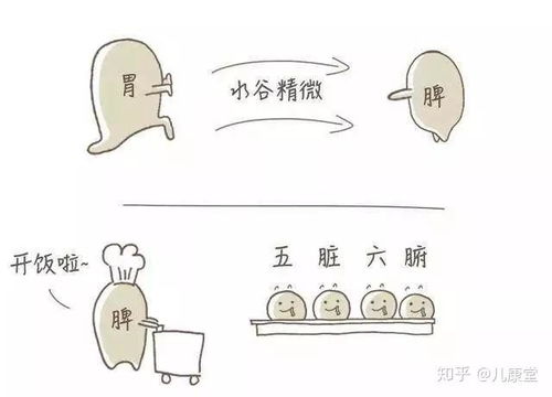 脾胃不好的人運勢如何（脾胃不好的人運勢如何）