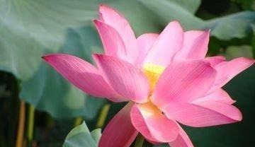 立秋過(guò)后的運(yùn)勢(shì)如何（2021立秋后生肖運(yùn)勢(shì)）