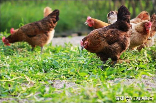 生肖雞3月下旬運(yùn)勢(shì)如何（屬雞的三月運(yùn)勢(shì)）