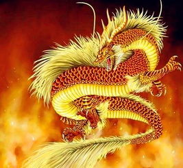 生肖龍5日3日運(yùn)勢如何（屬龍五月五日出生的人）