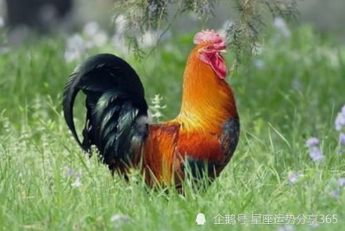 生肖雞每月運勢如何（屬雞的每月運勢怎么樣）
