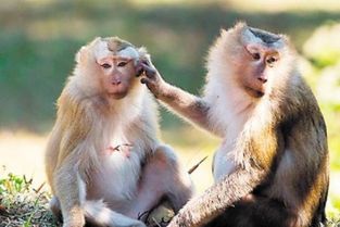 猴年明年運(yùn)勢(shì)如何（屬相猴明年運(yùn)勢(shì)）