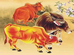 牛人遇狗年運(yùn)勢(shì)如何（牛人遇狗年運(yùn)勢(shì)如何呢）