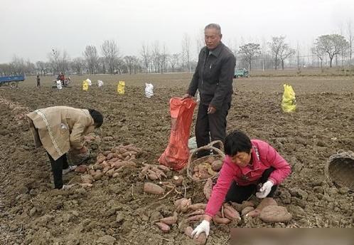 農村做什么項目最賺錢呢,農村做什么項目最賺錢呢女生