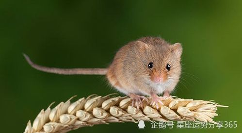 鼠2021每月運(yùn)勢(shì)如何（2021鼠每月的運(yùn)氣）