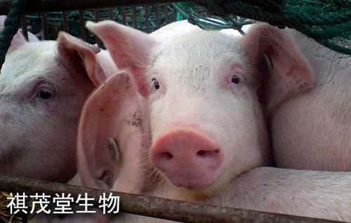 近日生豬的運(yùn)勢如何（今年生豬走勢預(yù)測）