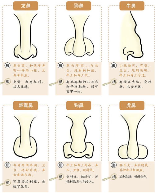 鼻子朝天面相運勢如何（鼻子朝天的圖片）