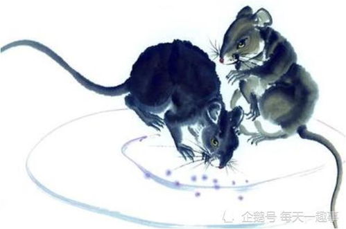 生肖鼠明日運(yùn)勢(shì)如何（屬鼠明日財(cái)運(yùn)和運(yùn)勢(shì)）