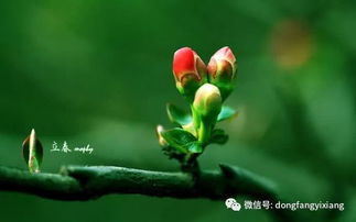 立春今日運(yùn)勢(shì)如何（今天立春運(yùn)勢(shì)）