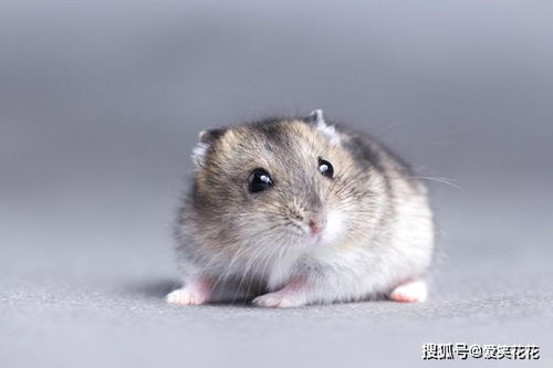 子鼠出生的人運(yùn)勢如何（子鼠人的命運(yùn)）